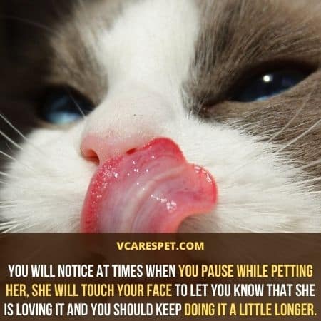 You will notice at times when you pause while petting her, she will touch your face to let you know that she is loving it