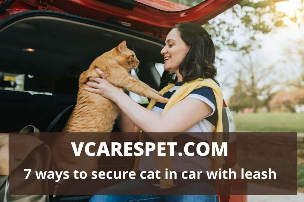 7 ways to secure cat in car with leash