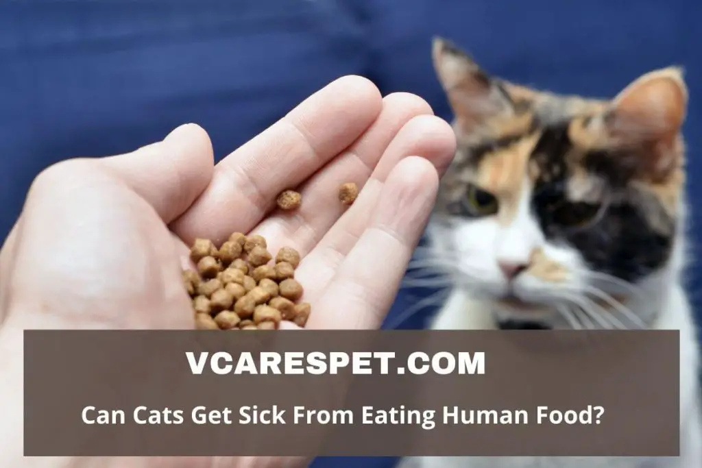 Can Cats Get Sick From Eating Human Food? VCaresPet