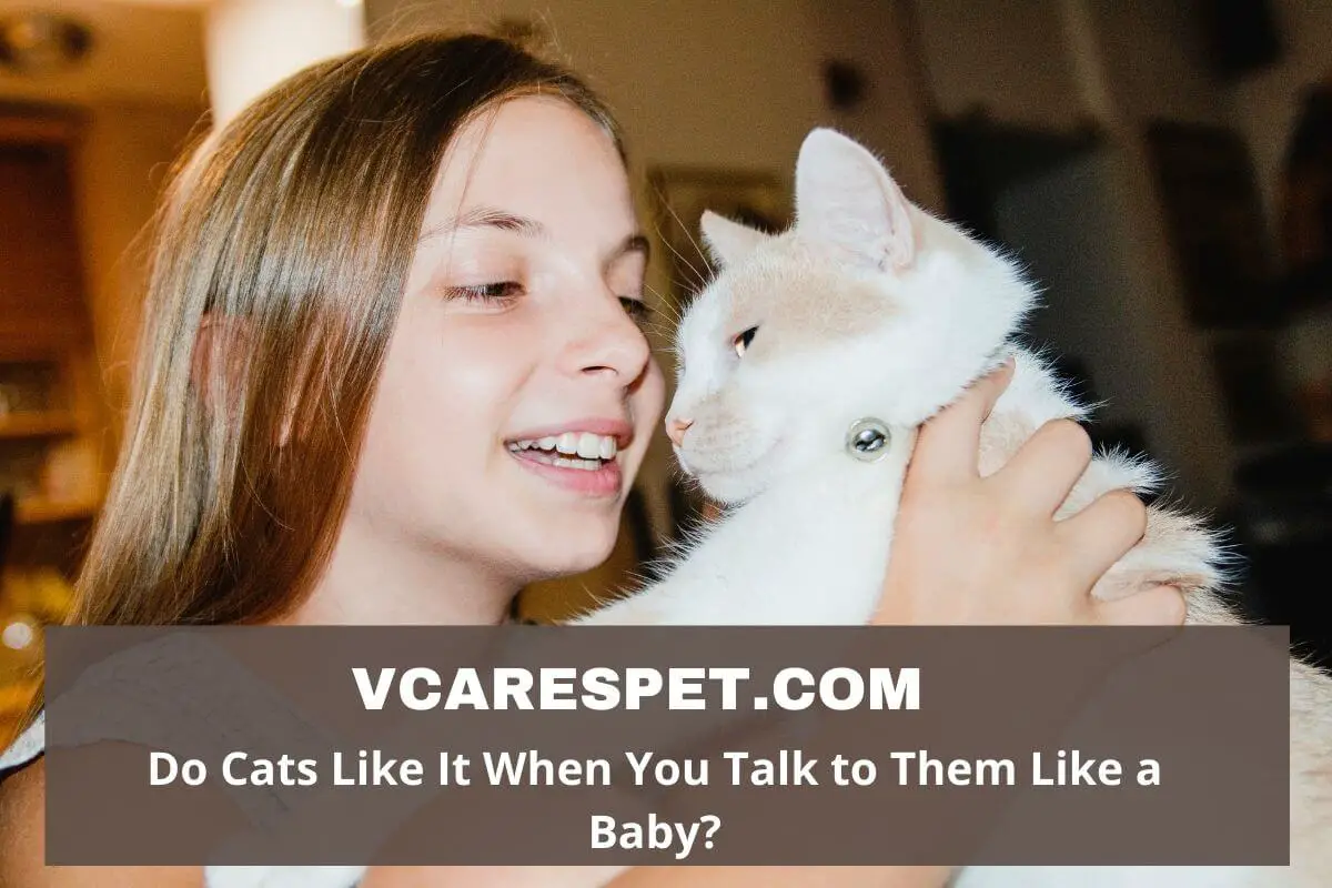 Do Cats Like It When You Talk to Them Like a Baby?
