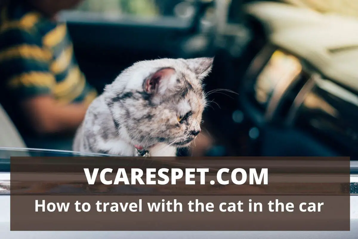 How to travel with the cat in the car