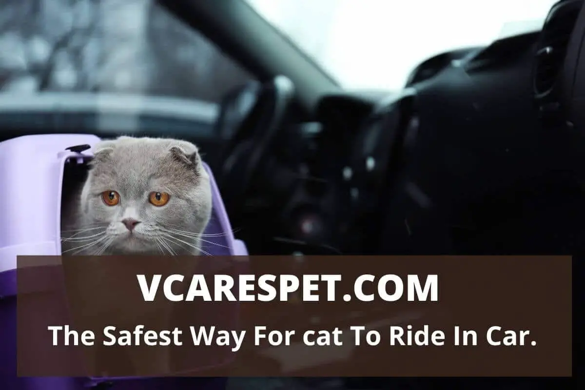 The Safest Way For cat To Ride In Car