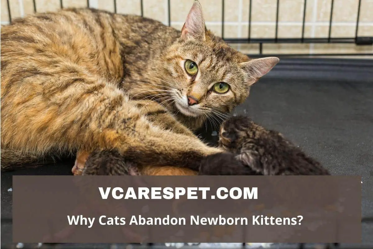 Why Cats Abandon Newborn Kittens?