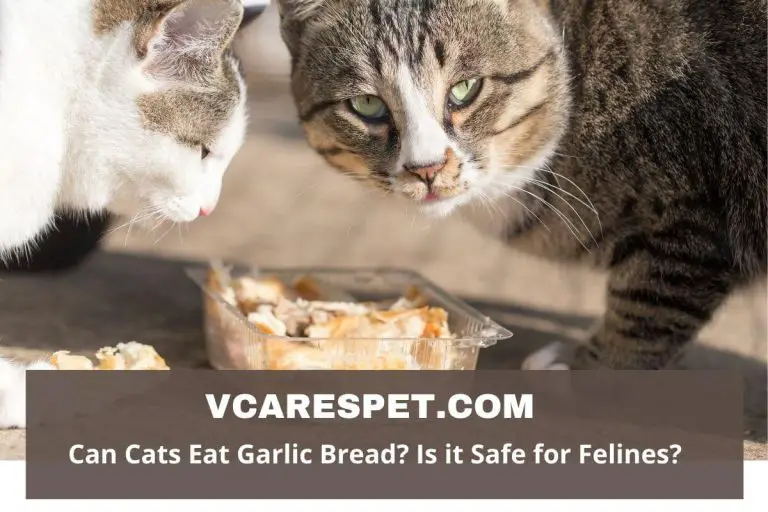 Can Cats Eat Garlic Bread? Is it Safe for Felines? VCaresPet