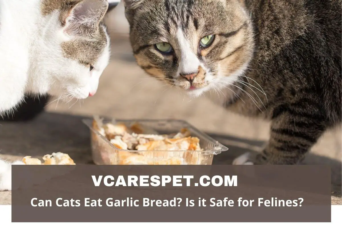 Can Cats Eat Garlic Bread