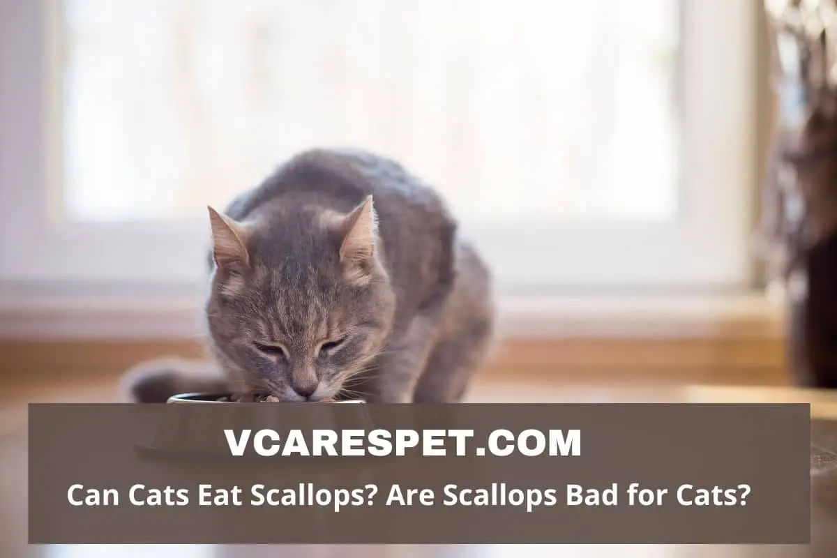 Can Cats Eat Scallops? Are Scallops Bad for Cats?