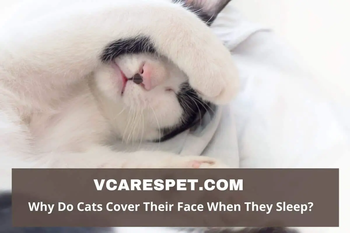 Why Do Cats Cover Their Face When They Sleep? VCaresPet