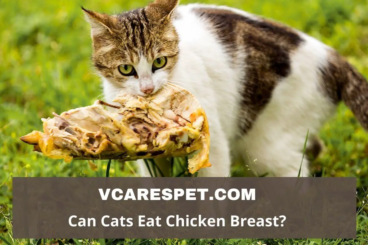 Can Cats Eat Chicken Breast?