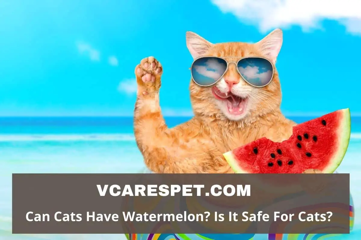 Can Cats Have Watermelon? Is It Safe For Cats?