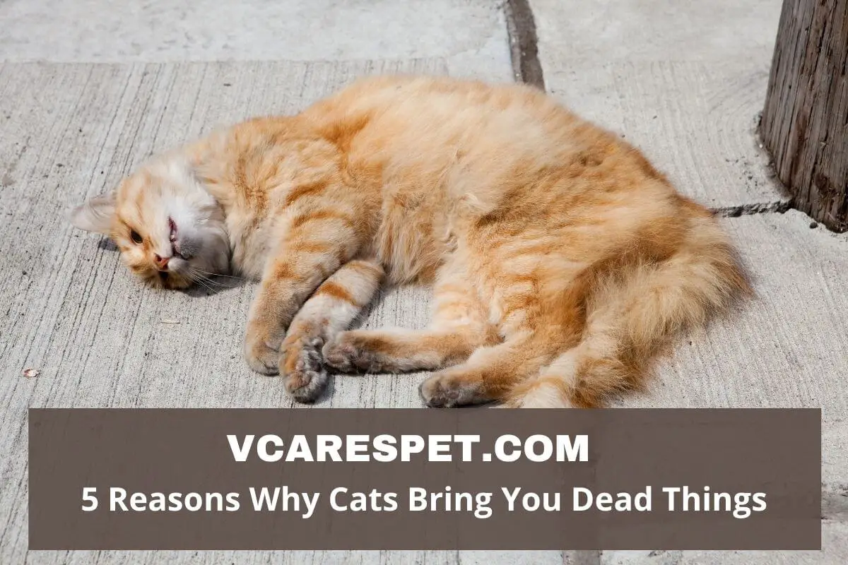 Reasons Why Cats Bring You Dead Things