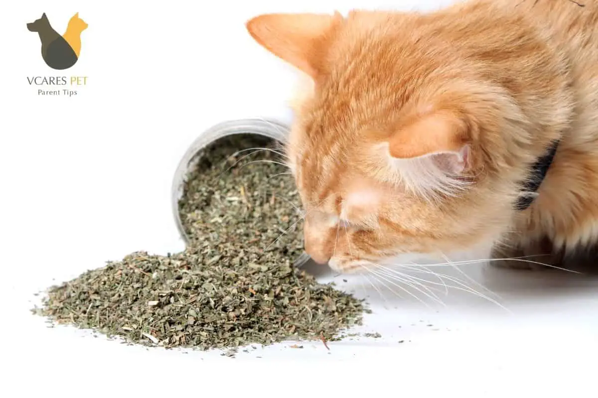 Can Cats Eat Catnip?